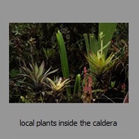 local plants inside the caldera